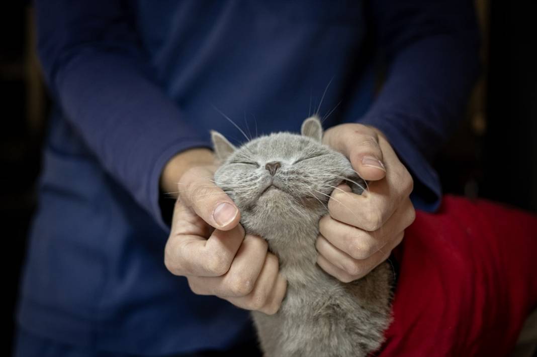 Obez kedi Şiraz'ın derdi bitmiyor: Şimdi de kimsesiz kaldı 17